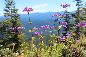 Flowers on Observation Peak, WA